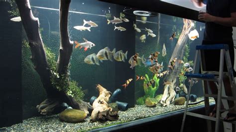 Monster aquarium inc - Buy Monster Fish online. Monster Fishes are very common in plantedyour aquariums, we are delivering quality and a lot of varieties of monster fishes that are imported from Thailand, Malaysia, Indonesia, etc, and bred in our own farms. We sell monster fishes online as a single piece in the following states in India, Andhra …